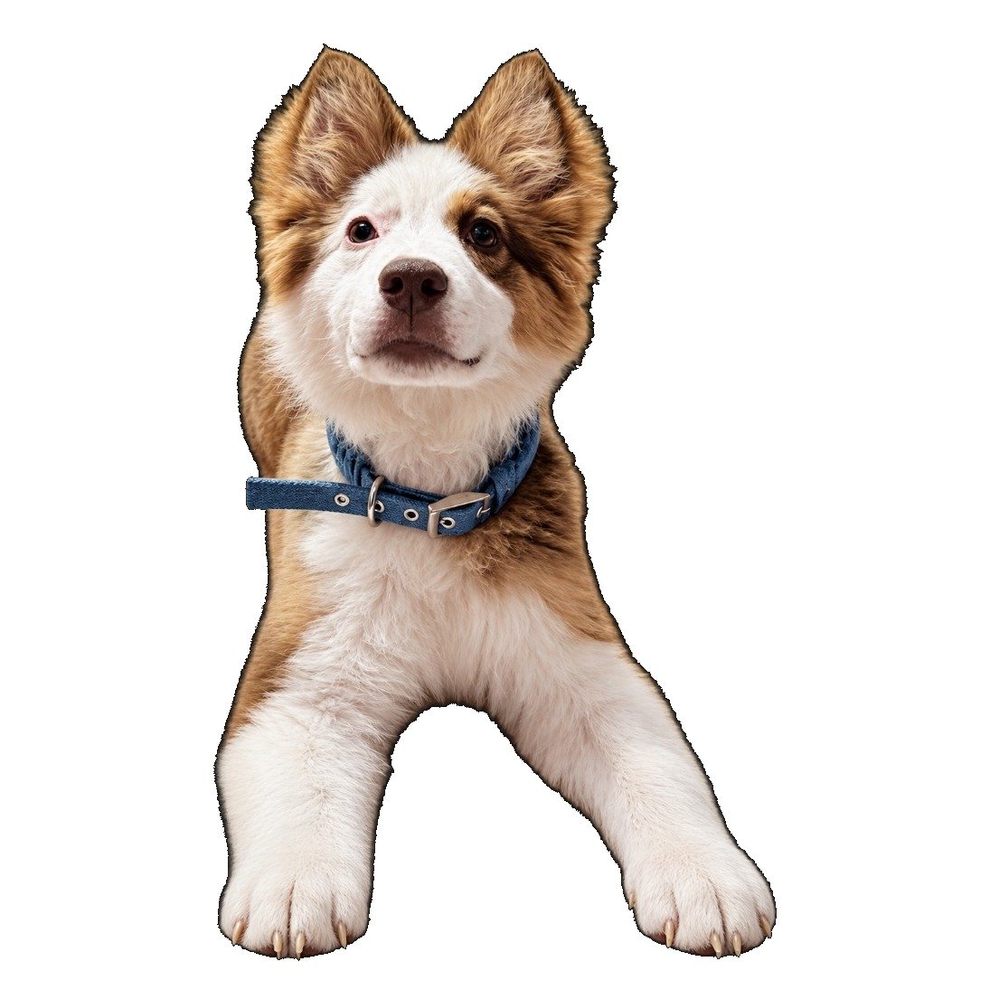 Perrito Yolqui